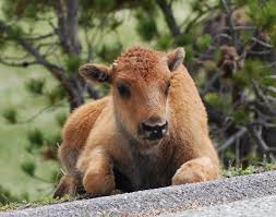 Bison Calf Near The Road At The North Entrance Of Yellowstone Baby Bison Bison Calves