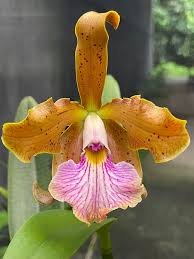 Image result for Brachycorythis velutina