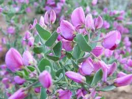 Image result for Polygala myriantha