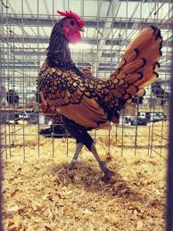 A curious chicken often delights owners with the comedic activities that curiosity will undoubtedly lead to. Golden Sebright Chickens