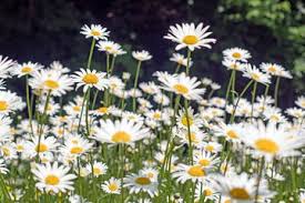 These flowers look like they stepped right off the death star, resembling the mask of popular star wars character darth vader. 13 Recommmended Plants With Daisy Like Flowers