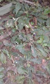 Image result for Elytraria acaulis