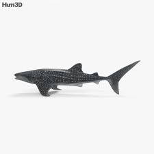 Whale Shark Hd Whale Shark Whale Shark