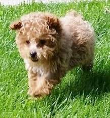 Helping lost pets is free to use and when you list a pet as lost or found, our members in your area are alerted. Adopt Scarlett On Petfinder Dog Adoption Poodle Dog Animal Rescue