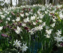 Narcissus Thalia Pflanzen Blumenzwiebeln Blumen