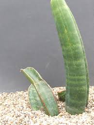 Image result for Sansevieria sinus-simiorum