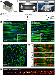 Global and local tension measurements in biomimetic skeletal muscle tissues  reveals early mechanical homeostasis