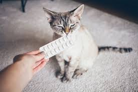 We are a specialty veterinary pharmacy dedicated to veterinarians, pets and the people who love them. Why It S Best To Purchase Pet Meds From Your Local Vet Goldsboro Nc Eastwaye Veterinary Clinic