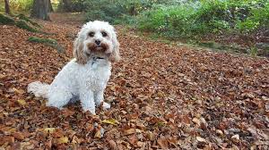 Cavapoo Dog Breed Information 11 Things To Know Your Dog Advisor