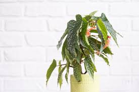 Image result for Begonia potamophila
