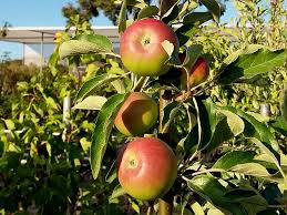 I am not interested so much into t/a (or t/ha) but that of individual trees: Fruit Tree Production Fruit Trees