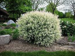 Tri Color Dappled Willow Dappled Willow Flowering Bushes Willow Bush