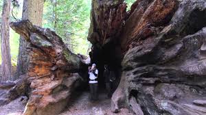 Maybe you would like to learn more about one of these? Calaveras Big Trees State Park Camping Trip 2013 Youtube
