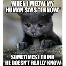 Why not consider graphic over? 100 Funniest Cat Memes Ever