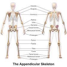Appendicular Skeleton Appendicular Skeleton Wikipedia Skeleton Anatomy Axial Skeleton Human Anatomy