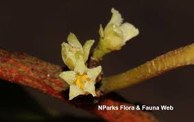 Image result for Strombosia