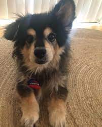 Maybe you would like to learn more about one of these? Fakten Zum Pommerschen Corgi Mix Hunde Zentrale