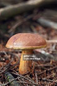 Image result for Boletus badius