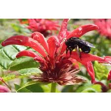 Image result for Monarda didyma