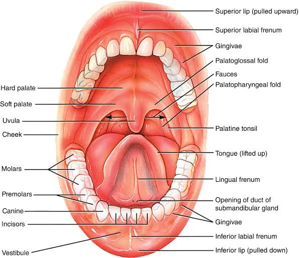 Clinical appearance of oral cavity cancer