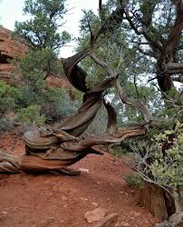 Image result for vortex sedona