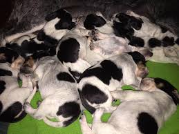 Browse thru thousands of bluetick coonhound dogs for adoption near in usa area, listed by dog rescue organizations and individuals, to find your match. Bluetick Hound Puppies Home Facebook