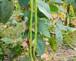 Yard-long beans plant