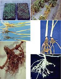 Titan' red raspberry (rubis idaeus l.), highly susceptible to root rot caused by phytophthora fragariae hickman var. Damping Off Disease An Overview Sciencedirect Topics
