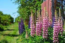 Lupinen sind wunderschöne blumen, die in den verschiedensten farbvarianten auf den feldern blühen. Lupine Wann Ist Blutezeit