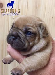 The french bulldog is an easygoing, affectionate, and playful dog that loves their family and gets along well with children. Fawn Sable French Bulldog Puppies Petsforhomes