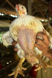 Ayam pedaging juga biasa kita kenal dengan sebutan ayam potong. Informasi Harga Ayam Broiler Hari Ini April 2021