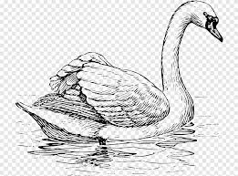 570 koleksi gambar sketsa untuk kolase terbaik. Trumpeter Swan Angsa Hitam Whooper Swan Bird Drawing Angsa Yang Dilukis Dengan Tangan Lukisan Cat Air Mengambang Png Pngegg