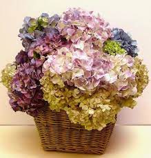 It depends on the size of the plant. How To Dry Hydrangeas Bob Vila