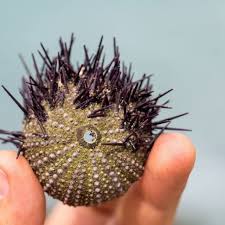 Check spelling or type a new query. 6 Manfaat Makan Bulu Babi Bagi Kesehatan