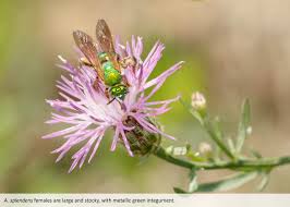 Image result for Heteromorpha sp. agg.