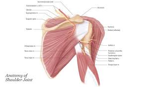 Printable shoulder muscles diagrams to help you study the muscles structure in human's shoulder. Joints And Nutrition With Images Shoulder Muscle Anatomy Shoulder Anatomy Muscle Anatomy