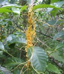 Image result for Cuscuta cassytoides