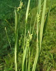 Image result for Carex chlorosaccus