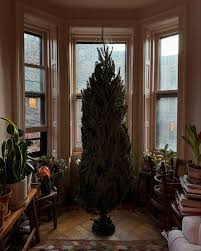 Now accepting gifts to put under my tree! Walked past a tree sale at the  church across the street and and figured I might as well get one then and  there. I've