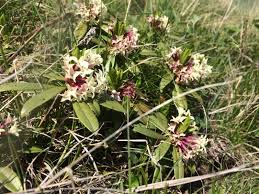 Image result for Struthiola montana