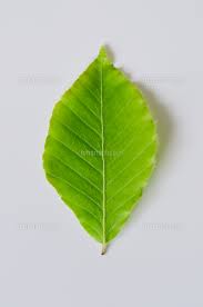 ブナの葉 32106000088 の写真素材 イラスト素材 アマナイメージズ