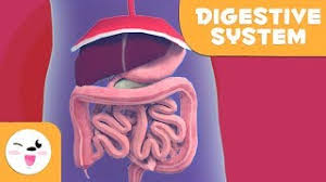 Huge sale on digestive system for kids now on. The Digestive System Learning The Body For Kids Youtube