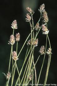 Image result for Eleocharis atropurpurea