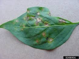 Image result for tomato seedling xanthomonas vesicatoria