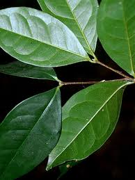 Image result for Cassipourea