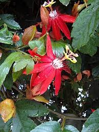 Image result for Passiflora vitifolia