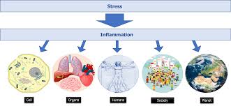Facing stress and inflammation: From the cell to the planet