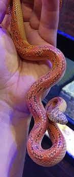 Pin On Sneks