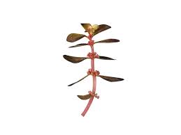 Image result for Ammannia baccifera