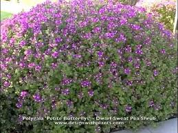 Image result for Polygala youngii